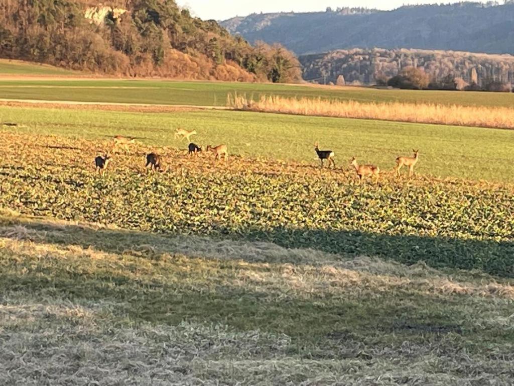Schoene Unterkunft Naehe Schweiz Gottmadingen Kültér fotó